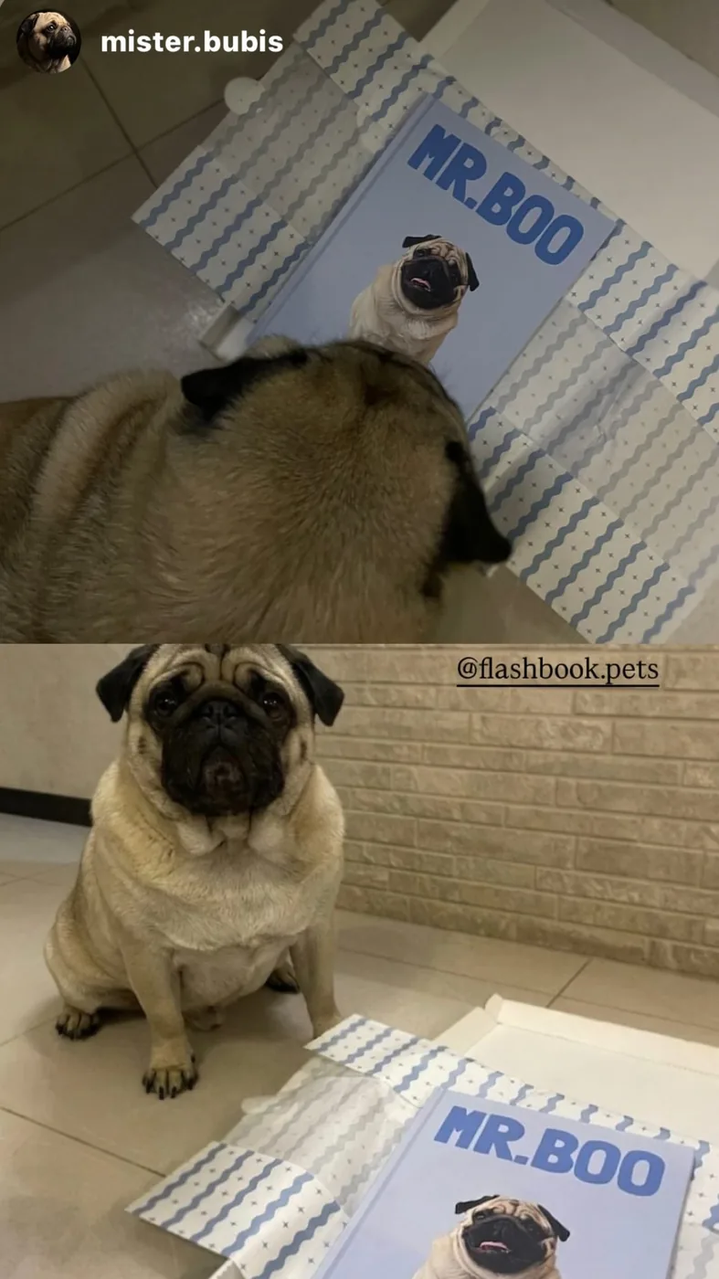 Фотокнига о мопсе Mr. Boo